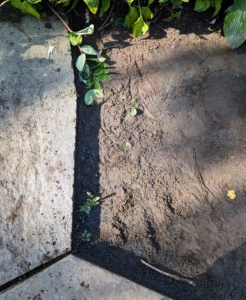 Once lifted, it is easy to see what is needed to make it level again. A lot of the stone dust underneath the paver clumped on one side making it difficult for the paver to sit flat on the ground. There are also weeds growing in the joint cracks.