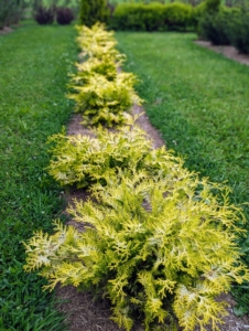 Paul’s Gold threadleaf false cypress, Chamaecyparis pisifera, has year-round golden green foliage.