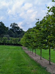 Pruning also helps improve air circulation around the tree and allows light to reach through to every branch.