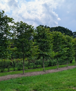 And here they are this year - so lush and green. These trees are large shade trees with broad open crowns.