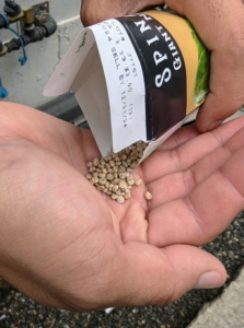 Spinach seeds look like tiny pebbles - these are not coated.