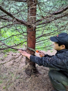 Pasang uses his hand tree saw carefully cutting from the bottom branches up.