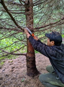 Pasang is doing what is called "limbing-up" the trees and removing any low inner branches that block sunlight or disturb an open and airy appearance.