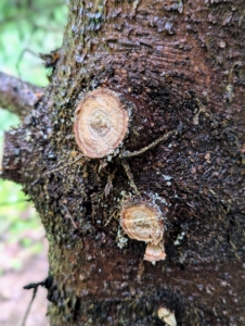 It is important to always use sharp tools whenever pruning so that the cuts are clean. Dull tools are difficult to use and could even damage the tree. A straight, clean-cut promotes quick healing of the wound and reduces stress on the specimen.