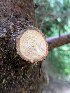 Pasang cuts just outside the branch collar, which is the slightly swollen area where the branch and trunk meet.