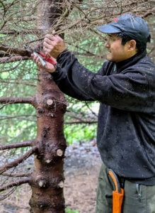 For small branches, Pasang is able to use his pruners.