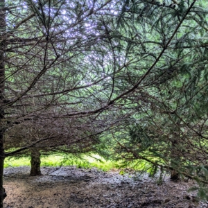 But walking through the rows on the inside of the trees, it was clear many of the inner and lower branches were not getting enough light. Many of the branches grew bare.