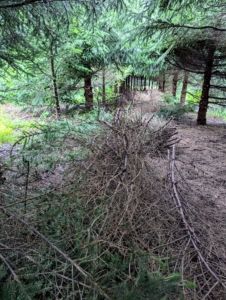 There are a lot of branches cut from these evergreens, but already there is more light and air circulating through the rows, and one can see more clearly underneath the trees.