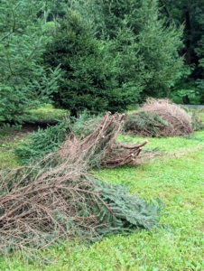 As branches are taken down, they’re gathered and placed into tidy piles, so they can be cleaned up easily and quickly. After the job is done the crew will chip the branches and use the wood chips as top dressing in another area of the farm. Everything is always reused, repurposed or recycled when possible.