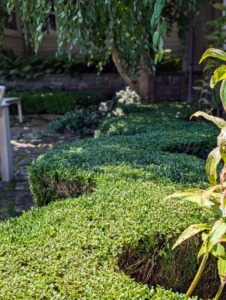 Pruning is also important to keep these defined shapes. Boxwood is a popular choice for formal gardens because of its versatility, ability to be pruned, and year-round bold green foliage.