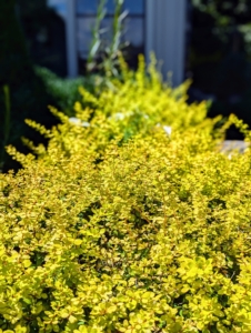 This is the golden barberry before it is trimmed. Golden barberry takes on its brightest coloring when it gets at least six hours of direct sun a day.