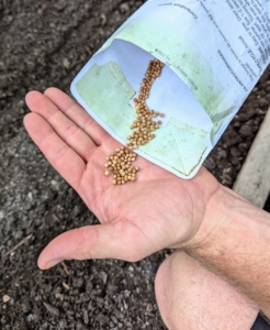 These are cilantro seeds. The seeds look like tiny yellowish-brown to tan globes with longitudinal ridges. Cilantro is easy to direct sow, or plant right away as seeds in the soil.