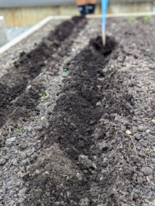 Some vegetables, such as kale, need to be planted a little deeper. Matthew uses a hoe to go over a few of the planting rows to make them an inch or two deeper.