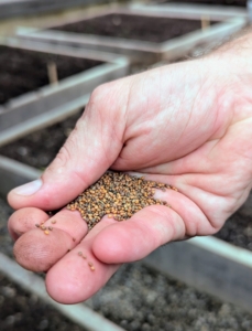 These are Arugula seeds. Arugula is a cruciferous vegetable that provides many of the same benefits as other vegetables of the same family. Arugula leaves, also known as rocket or roquette, are tender and bite-sized with a tangy flavor.