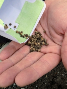 I always have a large variety of seeds to grow. I am always on the lookout for different seeds when I travel, but seeds are also widely available online and at garden centers. These seeds are for Swiss chard.