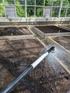 And then everything is given a thorough drink of water. In several weeks when the outdoor garden is well past its peak, we’ll have nutritious and fresh vegetables to eat, share, and enjoy from this indoor greenhouse.