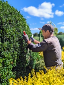 Here, Phurba works on the upper terrace quadrants, again hand trimming the big boxwood shrubs.