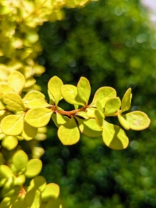 Golden barberry, Berberis thunbergii, is a deciduous shrub that is compact, adaptable, very hardy and shows off striking small, golden yellow oblong leaves.