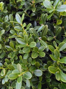 Buxus is a genus of about 70 species in the family Buxaceae. Common names include box or boxwood. The boxes are native to western and southern Europe, southwest, southern and eastern Asia, Africa, Madagascar, northernmost South America, Central America, Mexico, and the Caribbean. The leaves are arranged opposite from each other, making pairs.