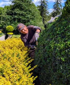 Both barberry and boxwood are known for being robust. Phurba is excellent at trimming these shrubs and takes on the task whenever it's needed.