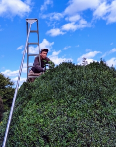 To reach the tops of the boxwood shrubs, Phurba uses an orchard tripod ladder. One can see where he has trimmed, and where he still has work to do.