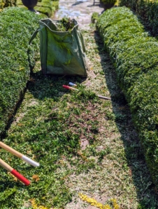 There are always lots of clippings to clear away, but that's because these hedges are doing so well. Good, regular pruning stimulates new growth, controls unwanted growth, and removes dead or damaged branches.