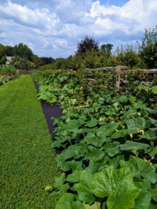 Here is the patch now. It has grown quite a bit - one can hardly see the black weed cloth because of all the growing vines. It is still too early to harvest, but everything looks great.