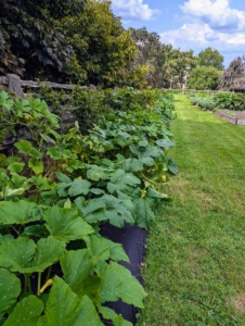 It will be time to harvest when the vines and leaves wither and die back – these need at least eight or nine more weeks.