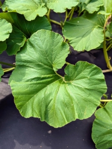 Pumpkin and winter squash leaves are large, lobed leaves that grow on hollow stems. They are roundish in shape, and often have serrated edges. They feature three or more veins. They are typically dark green in color, but may be light or grey-green, depending on the variety.