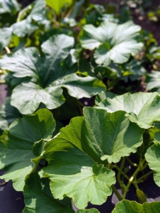 The large leaves cover most of the cucurbits as they form, so it is hard to see the beauties underneath.