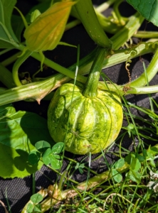 Right now, there are lots of growing winter squash in different shapes, colors and sizes.