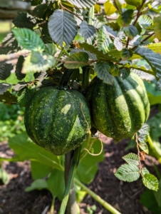 Winter squashes have thick, tough shells that protect the sweet, rich tasting flesh inside. Always pick winter squash that’s heavy for its size. The stem should also be intact, firm and dry. These will be so delicious when they’re ready.