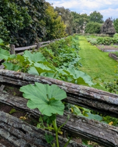 These pumpkin vines are already finding their way through the fence. Every plant seems to be healthy and robust.