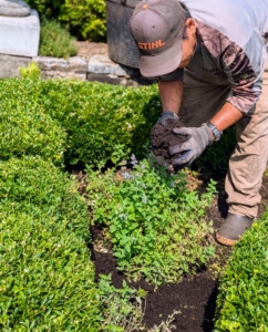 Finally, Phurba covers all the beds with a two inch layer of compost made right here at the farm.