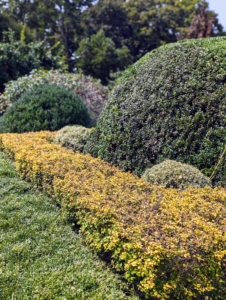 All the hedges are all level around the boxwood. These plants have filled out the areas so nicely.