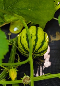 Squash has been grown in North America for 5000 years. They are indigenous to the western hemisphere, but today are grown all over the world – except Antarctica.