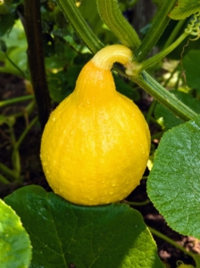 Here is another young and small winter squash in bright yellow.