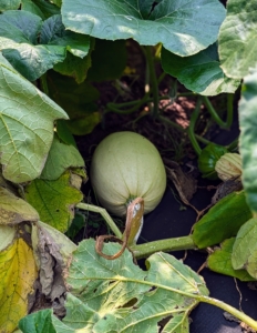 Tough skinned winter squash can last several months in storage as long as the fruits are protected from cuts, scrapes and dents, and are kept in a cool, dry room with good air circulation.