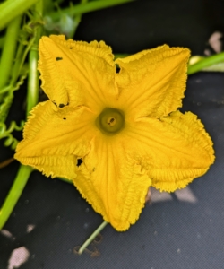 Pumpkin flowers are large orange or yellow-colored blooms that grow on the long vines and produce pumpkins. Both pumpkin and squash blossoms can be eaten and have a mild, sweet flavor.