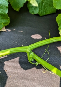 Pumpkin vines can grow as much as six feet per day and can get as long as 30 feet. On each vine are green tendrils that help to anchor the vine and protect it from the wind. Squash stems are also thick, but much lighter and softer.