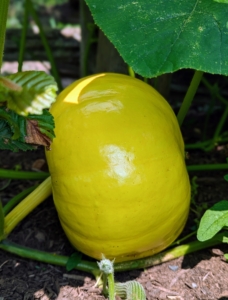 The name pumpkin comes from the Greek word ‘pepon’ which means large melon.