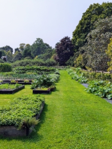 My large half-acre vegetable garden just keeps on giving...