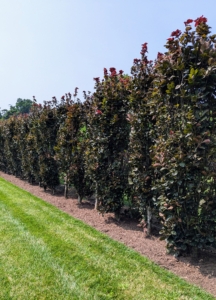 The hedge continues all around the pool, disguising the fence. On the other side of the fence, a hedge of two dark-colored burgundy-black leafed specimens - Physocarpus opulifolius ‘Diabolo’ and Cotinus coggygria ‘Royal Purple' shrubs.