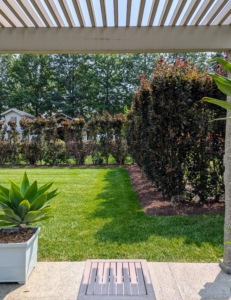 The hedges around my pool were mulched. On the inside of my pool fence, I have this tall hedge of purple columnar beech trees, Fagus sylvatica 'Dawyck Purple' - a splendid tree with deep-purple foliage.