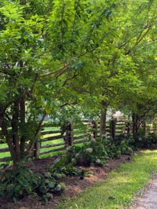 Down by my large run in paddock, the hydrangeas and hostas beneath the Osage Orange trees, Maclura pomifera, were also given a new layer of mulch...