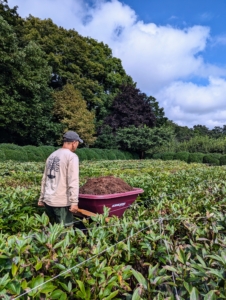 He carries wheelbarrows full of mulch and drops them in between the rows of peonies.