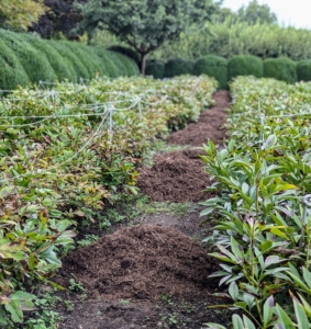 Once all the needed mulch is dropped down in piles, Chhiring rakes it evenly throughout the beds. It is a tedious process, but always well worth the effort.