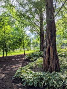 This entire area was also mulched. I have many dawn redwoods around the farm. They are among my favorite trees. They grow faster than most trees and need only occasional pruning to keep them looking their best.