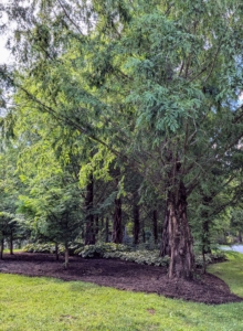 Just beyond my chicken coops is a hosta garden filled with hundreds of bold, green, gorgeous hostas. They are planted beneath the shade of these majestic dawn redwoods, Metasequoia.