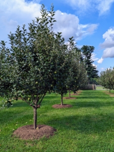 And here is a section of freshly mulched tree pits in my orchard. When mulching tree pits, be sure to pull the mulch away from the base of the tree trunk and not up against the trunk. Too much mulch will suffocate and kill the tree. Remember, “bare to the flare”, which means nothing should ever be above the tree’s flare – the point where the tree stops widening at the bottom. Using mulch around the farm is a wonderful way to beautify the gardens and to give back to the earth.